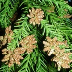 花粉観察ライブ