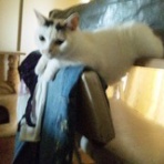 女一人、猫二匹（時々三匹）