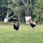 石垣島マンゴーを全国へお届け