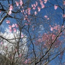 2026年4月11日 今市ダム周辺