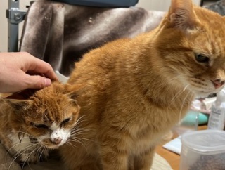 懐かなかった猫が懐く時　20251204