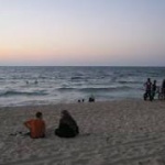 ガザの海岸に数百匹のエイが打ち上げられる