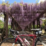 *ものぐさ主婦の自転車と雑貨な日々*