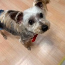 ヨークシャーテリア