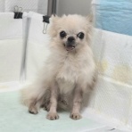 Go forward! forわんDog