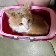 子猫の頃に使っていたものの話と見事な排雪風景