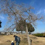 まったり覚書。with オカメインコ