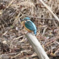 野鳥撮影