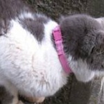 【陰謀厨死亡】ゆうくんの携帯から、SDカード猫の画像を発見