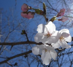 鏡野公園の桜