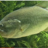 『【釣り動画】海外のバス釣り動画』の画像