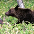 秋田県内で捕獲されたクマ　今年4月から10月16日までに361頭