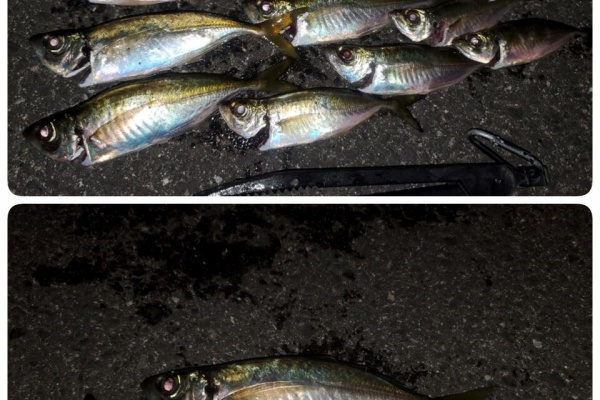 東の戦士 飲んだくれおっさんの釣り日記 小豆島アジング