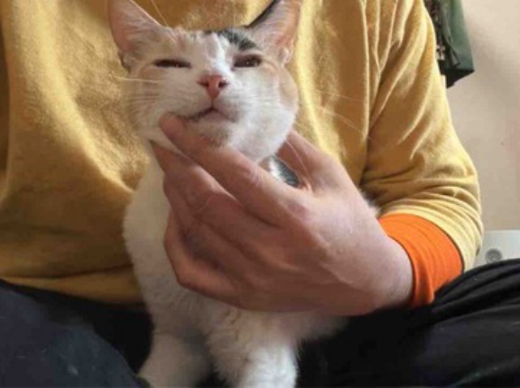 小さな猫社会の波紋　20260830