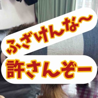 メルロコ一家の横須賀ストーリー
