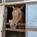 『北海道仕様』の画像
