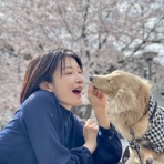 ミニチュアダックス　ミッキー