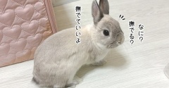 うさぎのルリ(4/28追記)