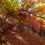 『2025.11『半田山植物園の絶景紅葉 final🍂④』岡山市北区』の画像