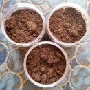 【モレカン】【レクゾウ】幼虫 お迎え