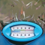 温泉めだかのブログ