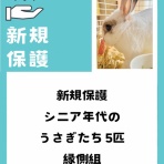 for the RABBIT【保護うさぎの里親探し】