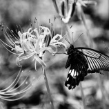 『2025.9 ㊗満開『阿部山彼岸花群生地❶』岡山県高梁市』の画像