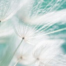 「仏教は科学なのか」エヴアン・トンプソン著　