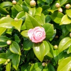 かしゃくんの徒然日記