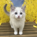 仔猫紹介🐈