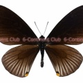 ビロードマネシアゲハ♂ (マレー半島) Chilasa slateri perses