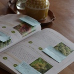 アナベルにかこまれて