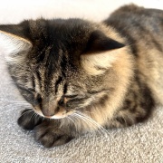 【猫写真】新しいぬいぐるみのおともだち