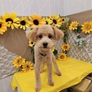 ポメプーちゃん、シャンプーカット✂️🐾