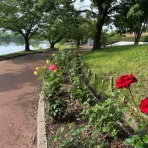キティの遊ら湯ら散歩道