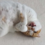 猫とガーデニング