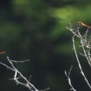 朝からハルゼミの鳴き声が聞こえ始め