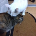 実物のﾈｺﾁｬﾝたちセカンド295