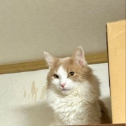 地震の翌日の猫たちの様子