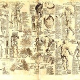 『昔の西洋と東洋の解剖図比較』の画像