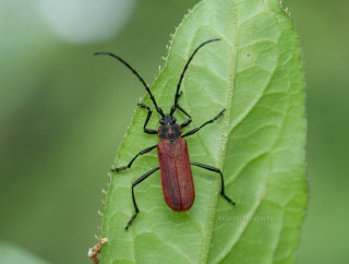 いつの間にか - ベニカミキリなど 【2026年4月 茅ヶ崎市】