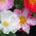 腸内フローラ百花繚乱