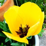 『徒然に光マイクロバブル（234）前庭の春（1）』の画像