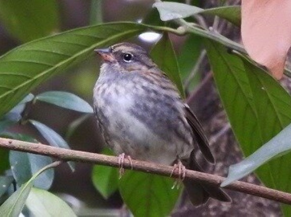 2025年11月6日の野鳥公園