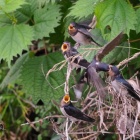 『投稿：BORG71FLによるツバメ　2020/09/25』の画像