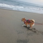 とれたて日記
