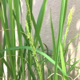 『イネの花』の画像