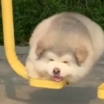 QQQ(海外の反応)