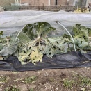 キャベツの再生栽培準備と人参を試し採りしてみた