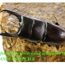 〇ポイント5倍最終日＼(^o^)／